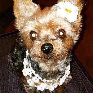 Meet your Posher, Janet